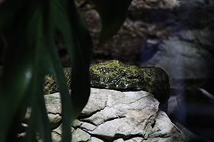 2025 - Année du Serpent - Vipère du mont Mang